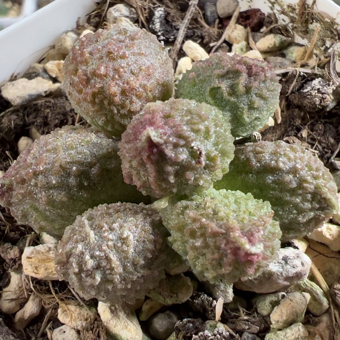 丸叶翠绿石多肉植物水泡