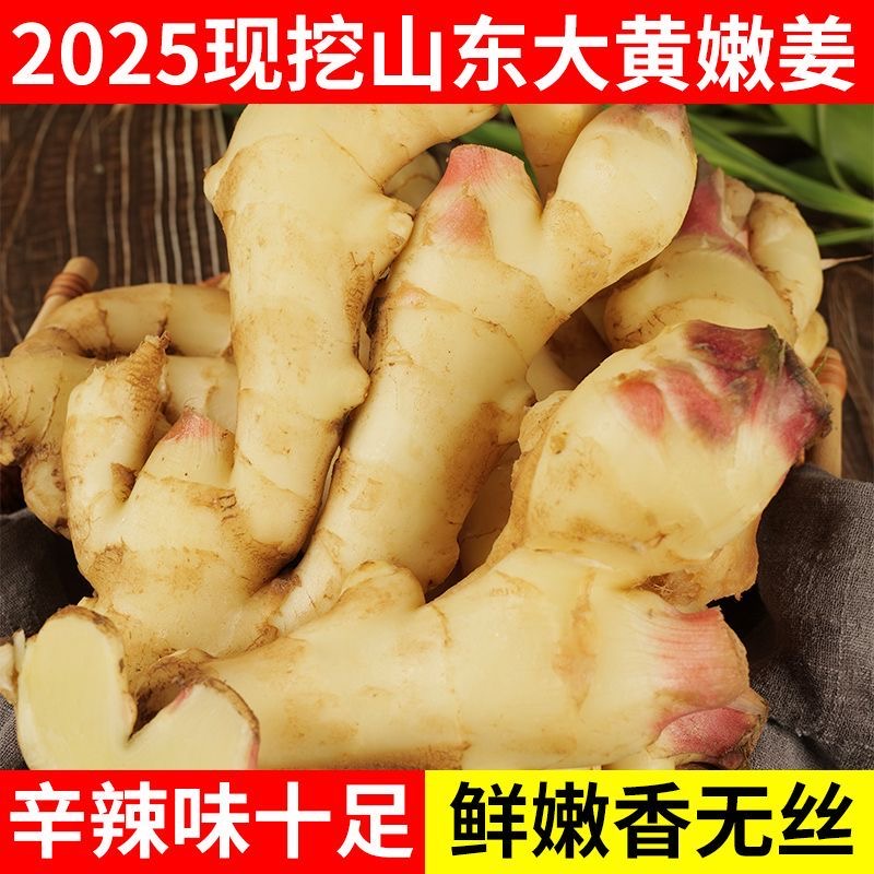 山东新鲜现挖红芽嫩姜可腌制调味当季子姜清脆爽口带泥发货