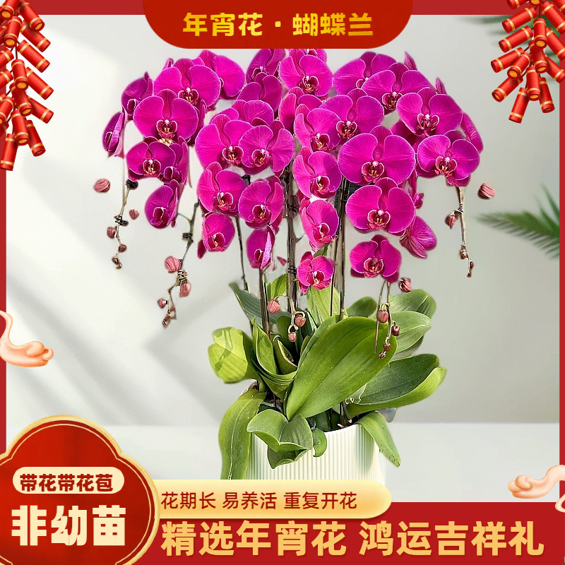 【龙兰】-梦茜儿的花坊-3.8龙兰苗叶片开裂正常现象介意勿拍