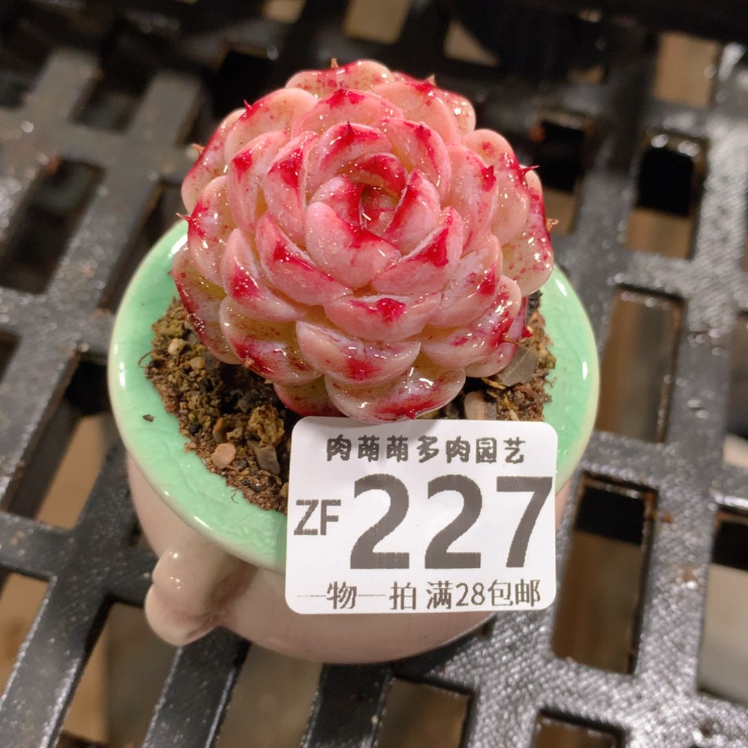 肉萌萌拇指盆精控多肉ZF227