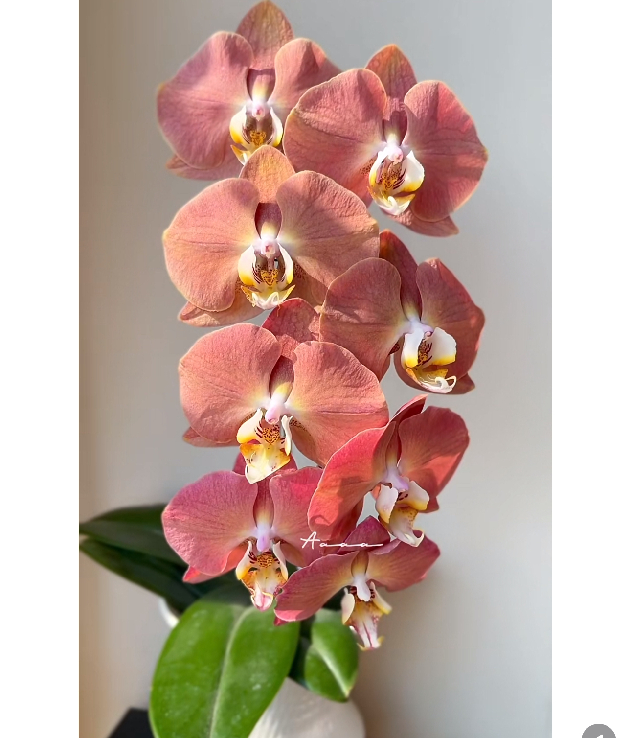 【哈克三文鱼】开花株 蝴蝶兰  3.5寸杯 双花剑发货