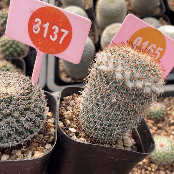 N***r实生2棵0165-313700000