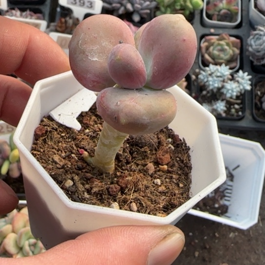 35芒果奶多肉植物多