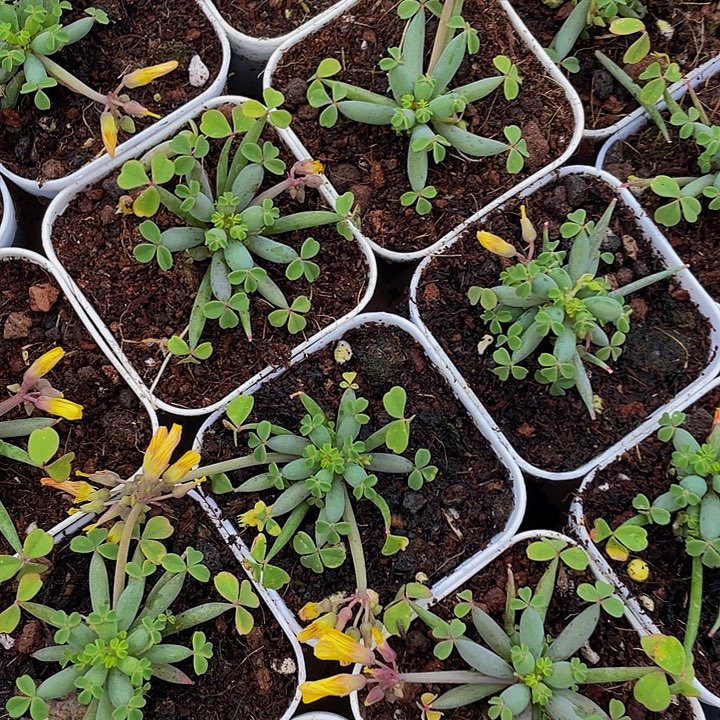 炸酱草带盆土发货