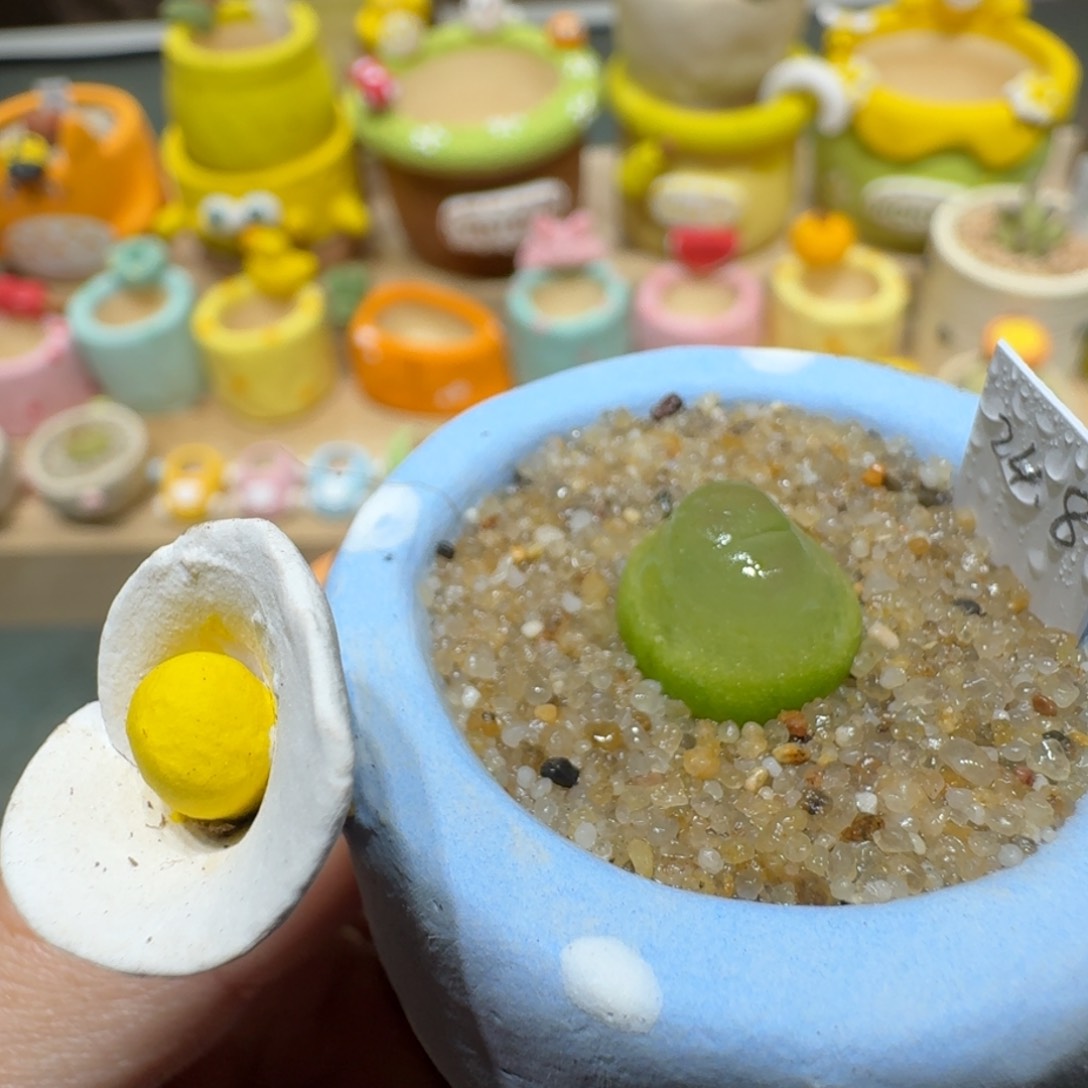 红陶蘑菇538拉登