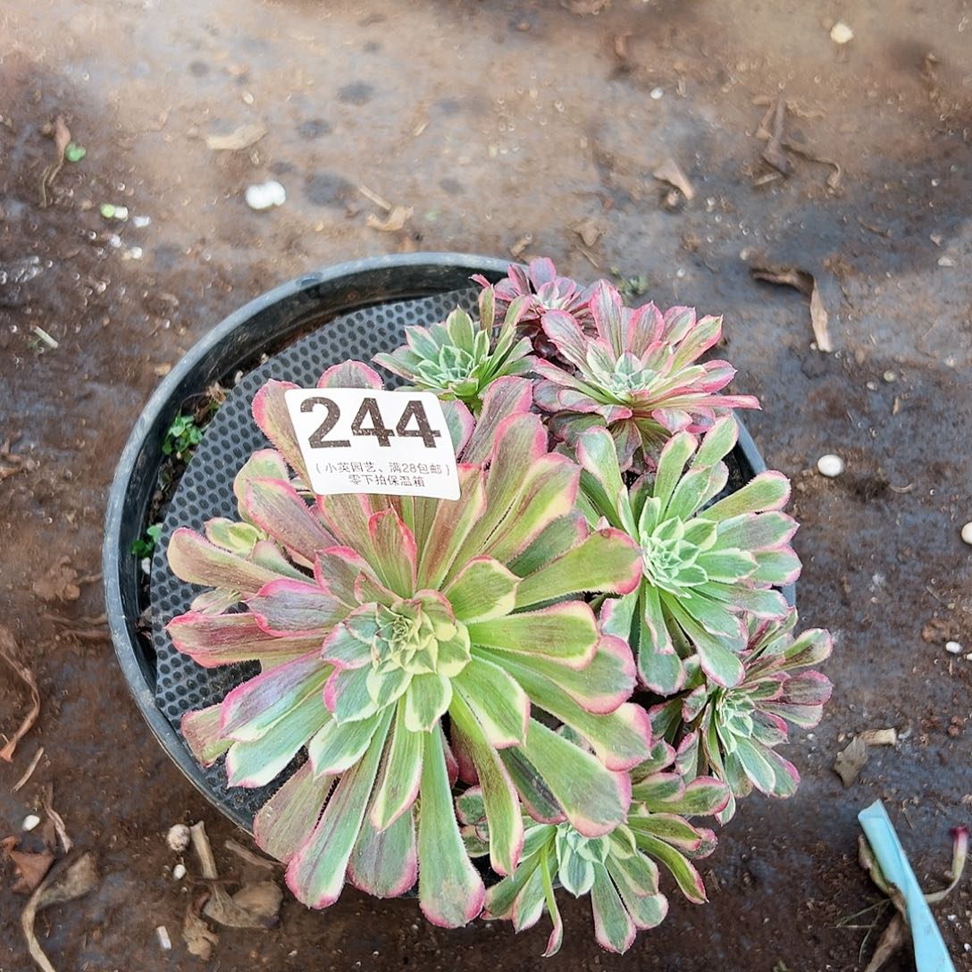 同花顺244多肉植物多肉植物