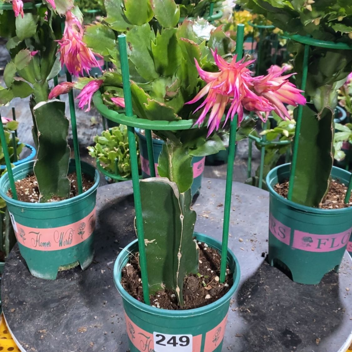 【闪购商品】当前无花朵，栽培后可花朵吹**风249嫁接083