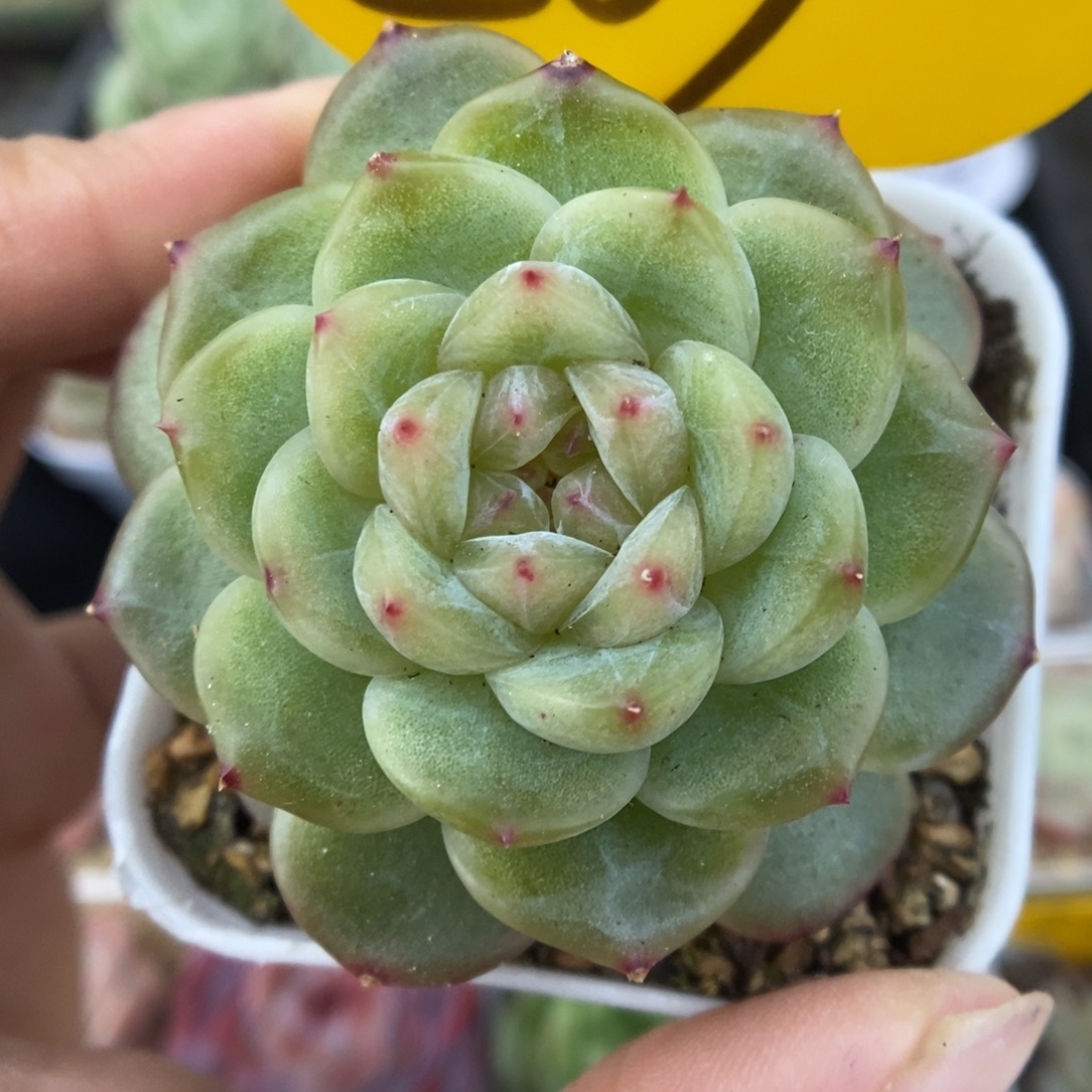 透心珍妮可拍209号。  