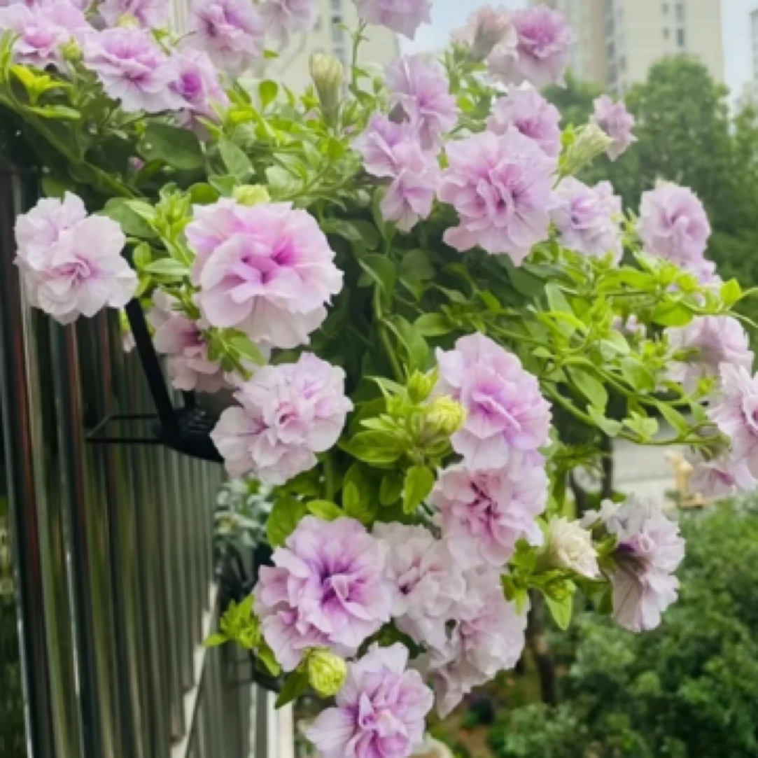 大盆重瓣垂吊矮牵牛多年生阳台庭院四季花卉新手好养护易爆花