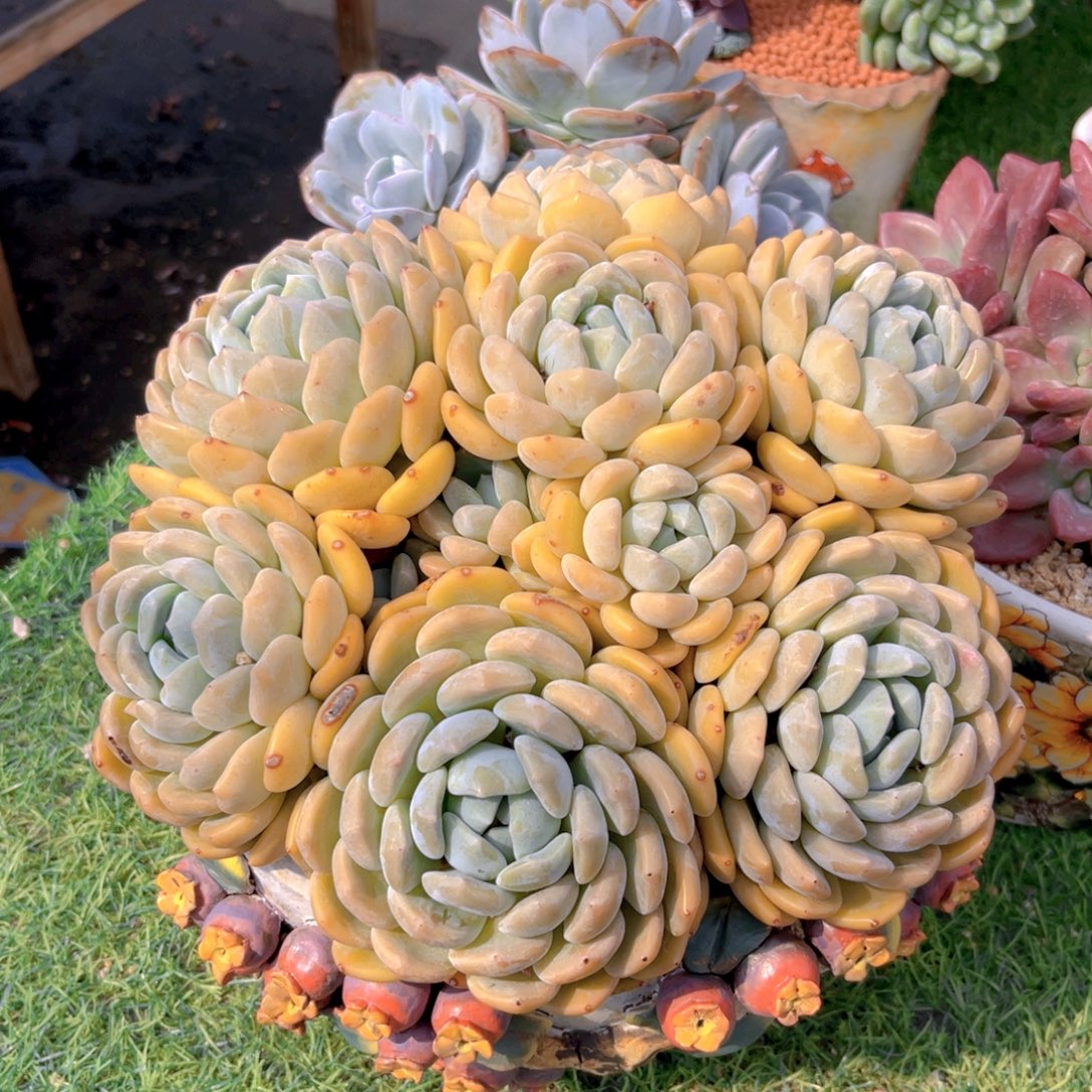 冰橙老桩一物一拍