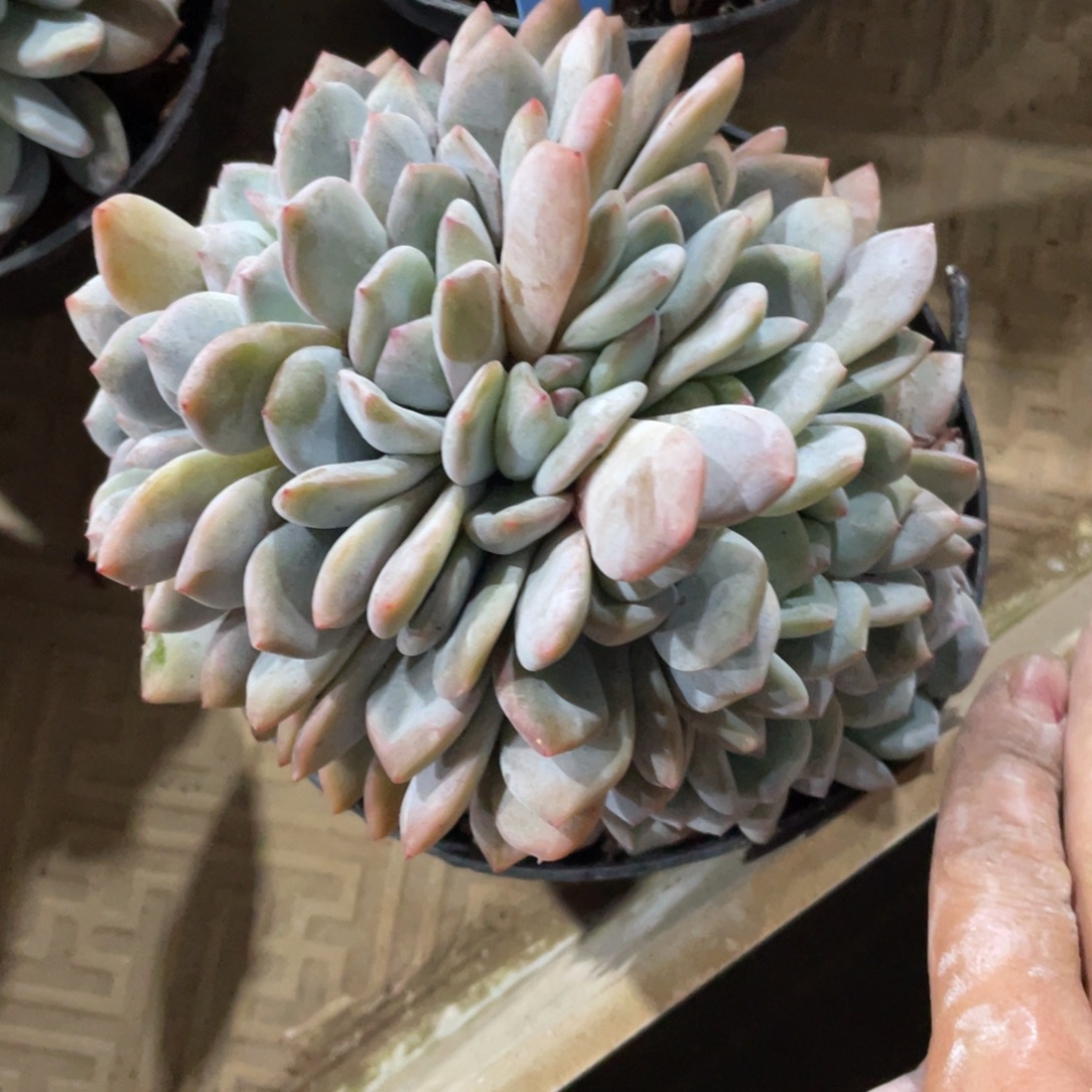 94号星影缀化多头