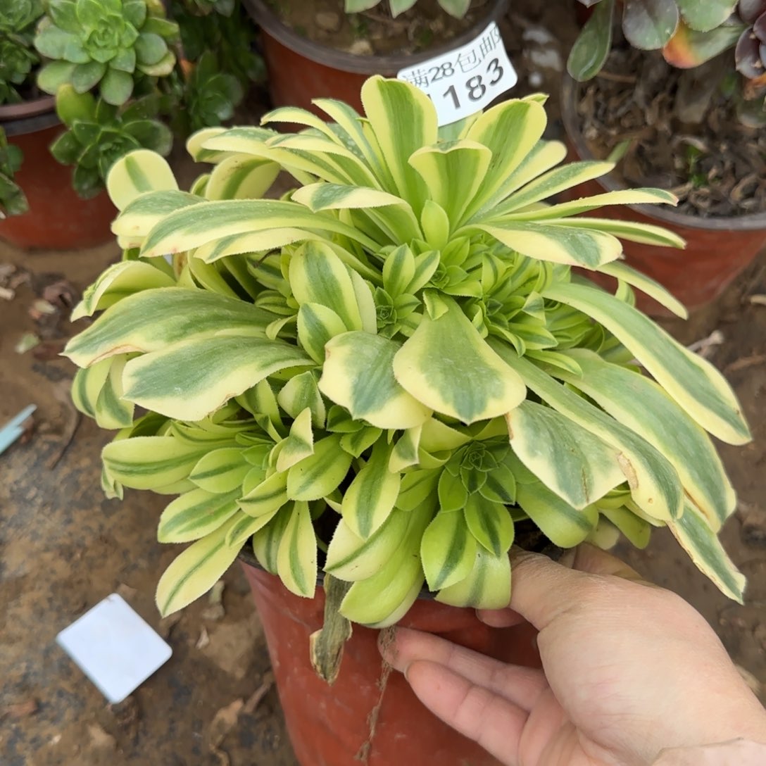 绿豆沙多肉1183满28包邮断枝不包