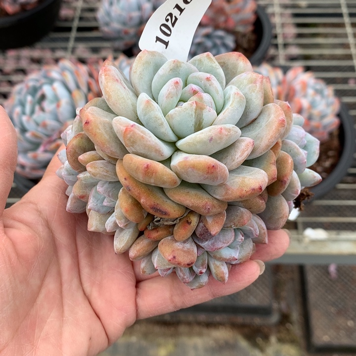 芷***汀102163石化嗯嗯嗯嗯嗯嗯好