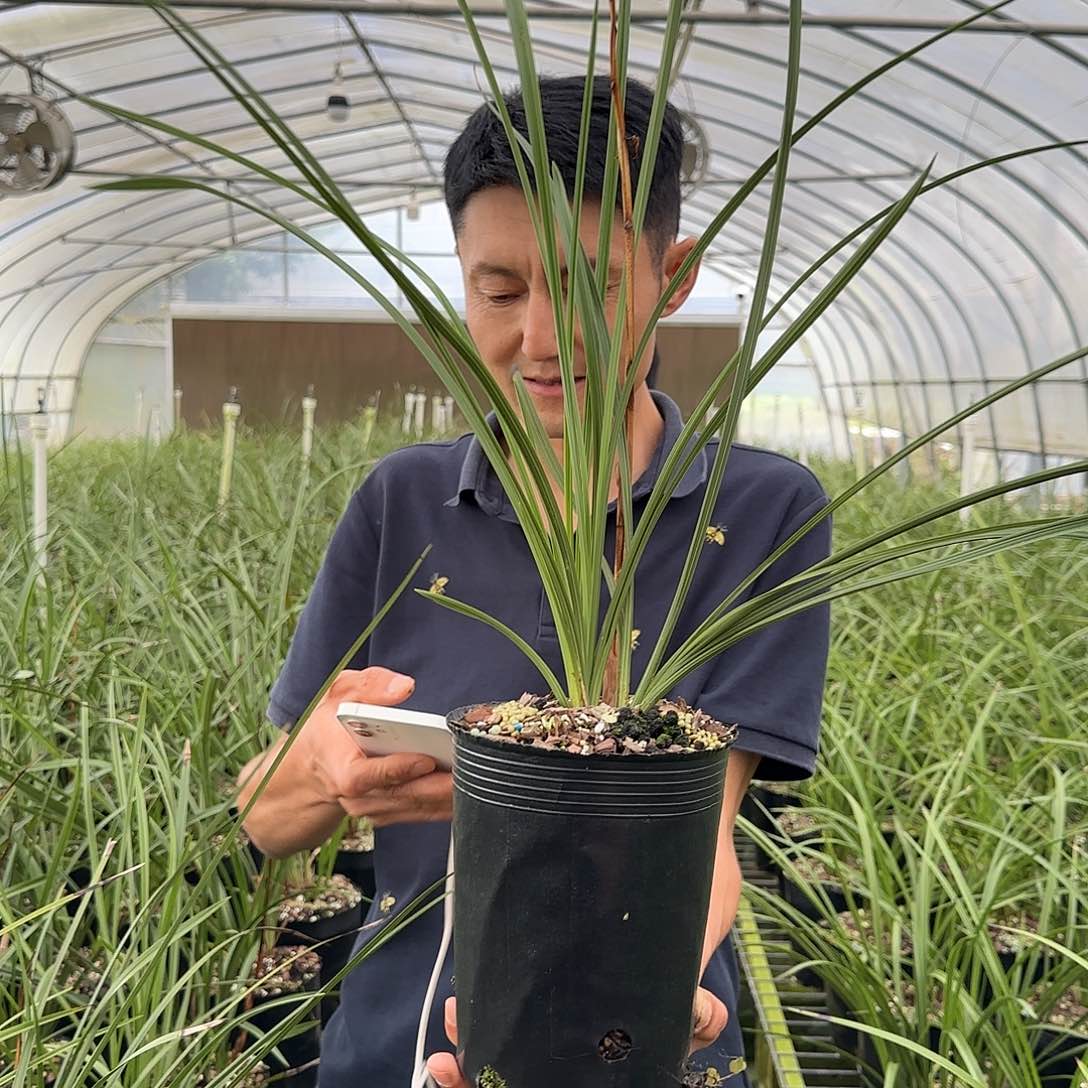 当前无花栽培后可以开花蕙兰新八种老极