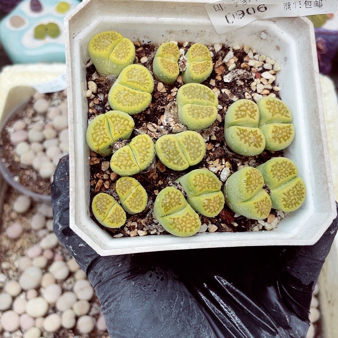 生石花18包邮0906-93