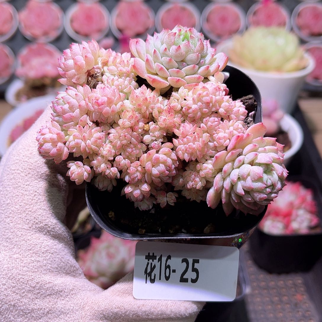 花利美16-25小粉莓缀化