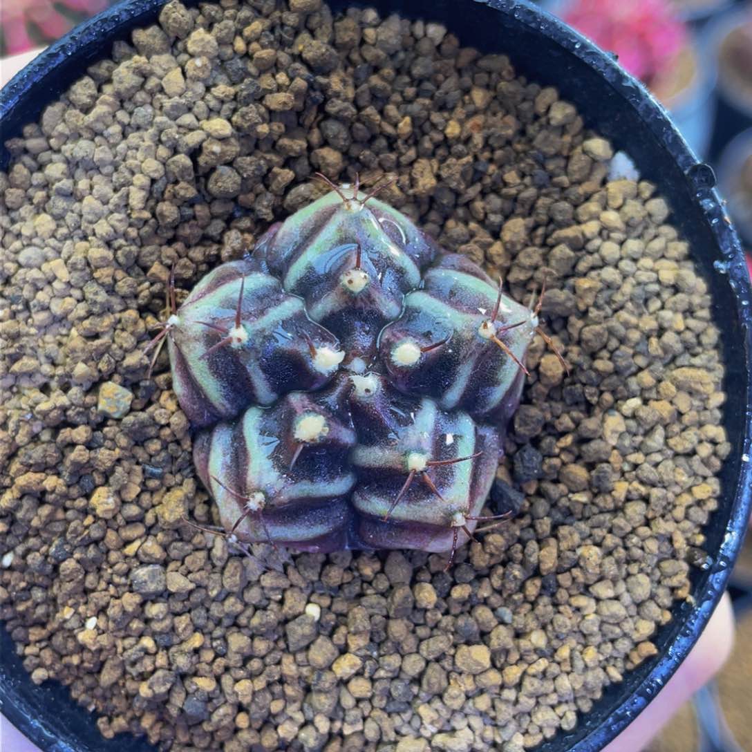 五棱黑斑马0000000000000020