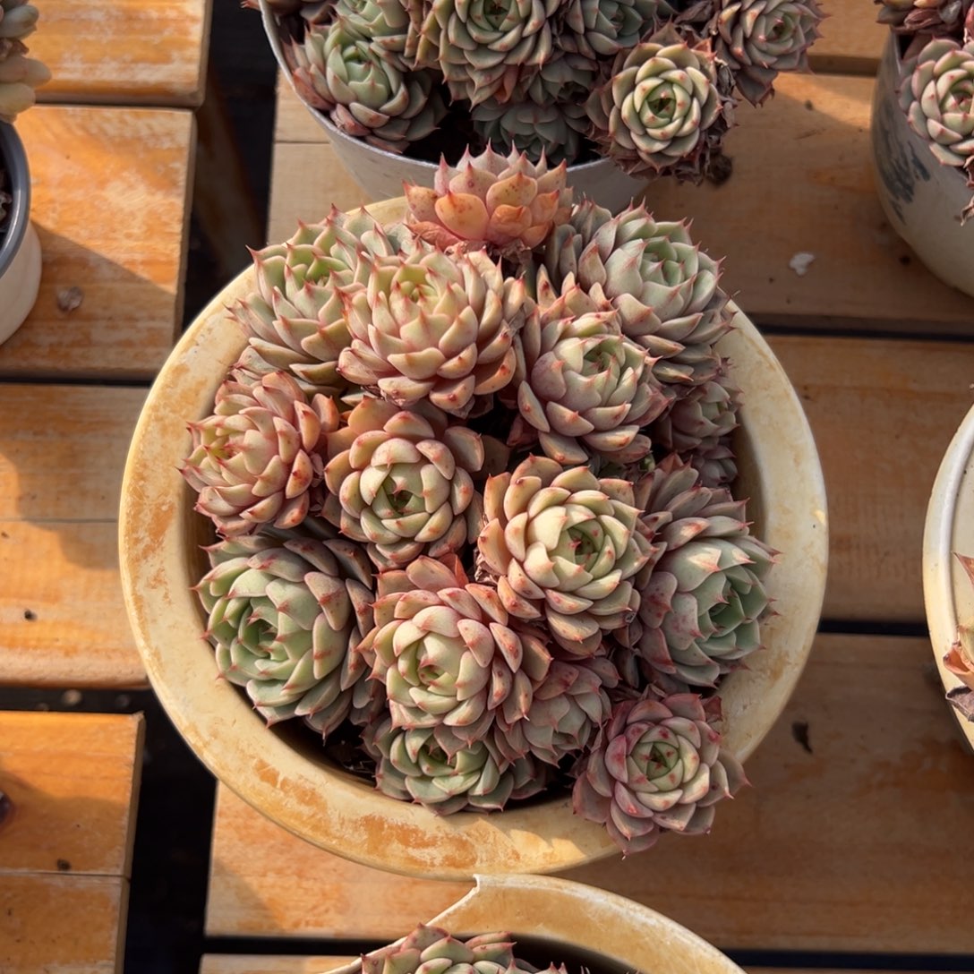 多肉笨吧蒂斯【非偏远地区满18包邮】