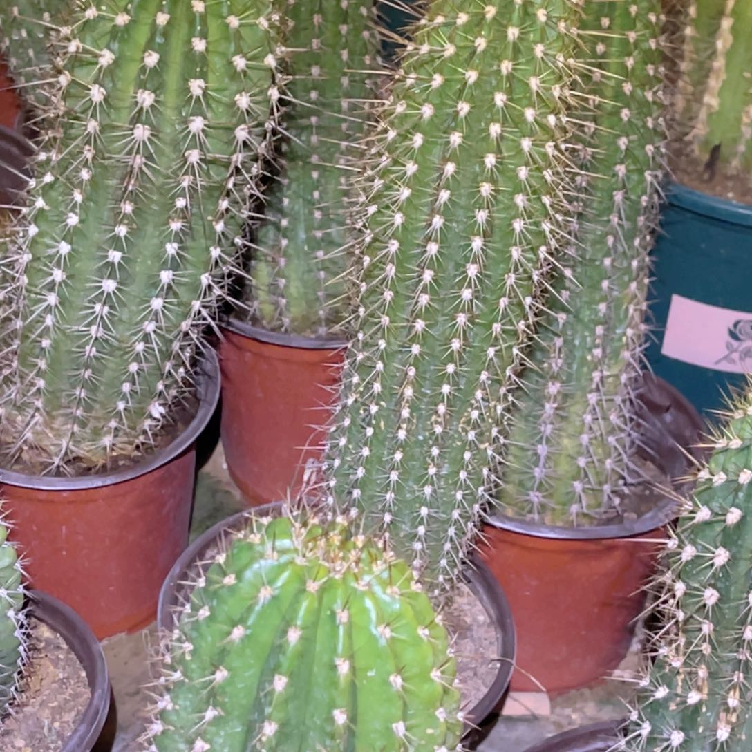 我***公毛花柱脱土脱盆摘花满20包邮