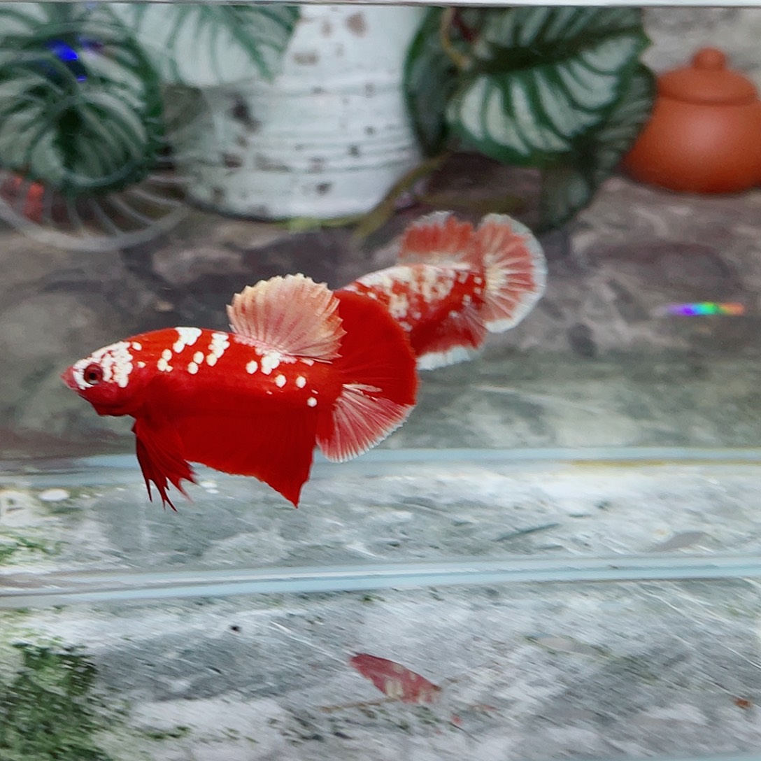 斗鱼印尼红金斗鱼