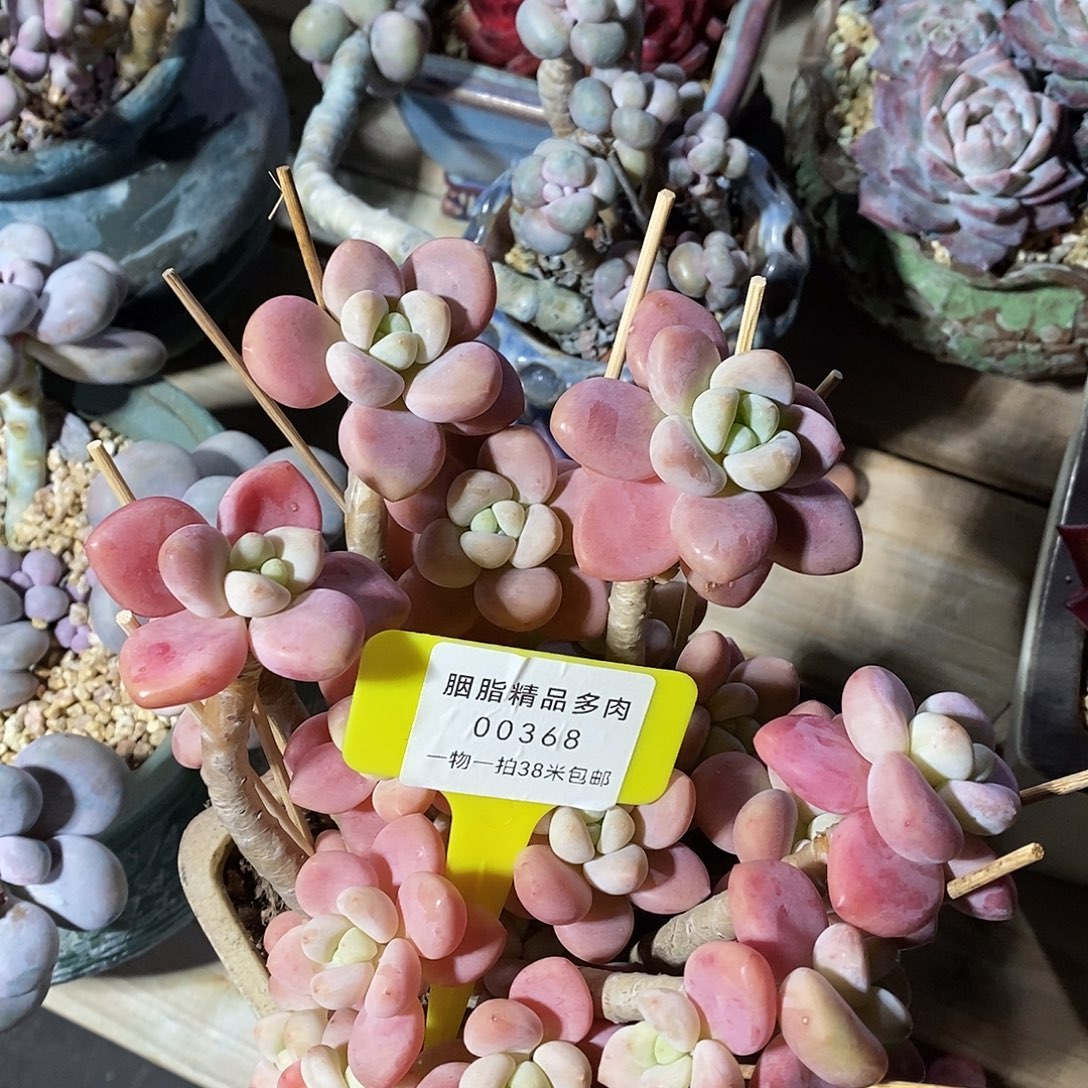 00368，啊旅途呀嗯我小雨