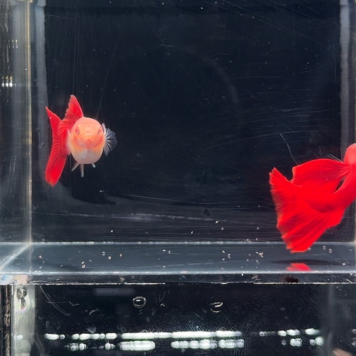 孔雀鱼赛级种鱼血红一对
