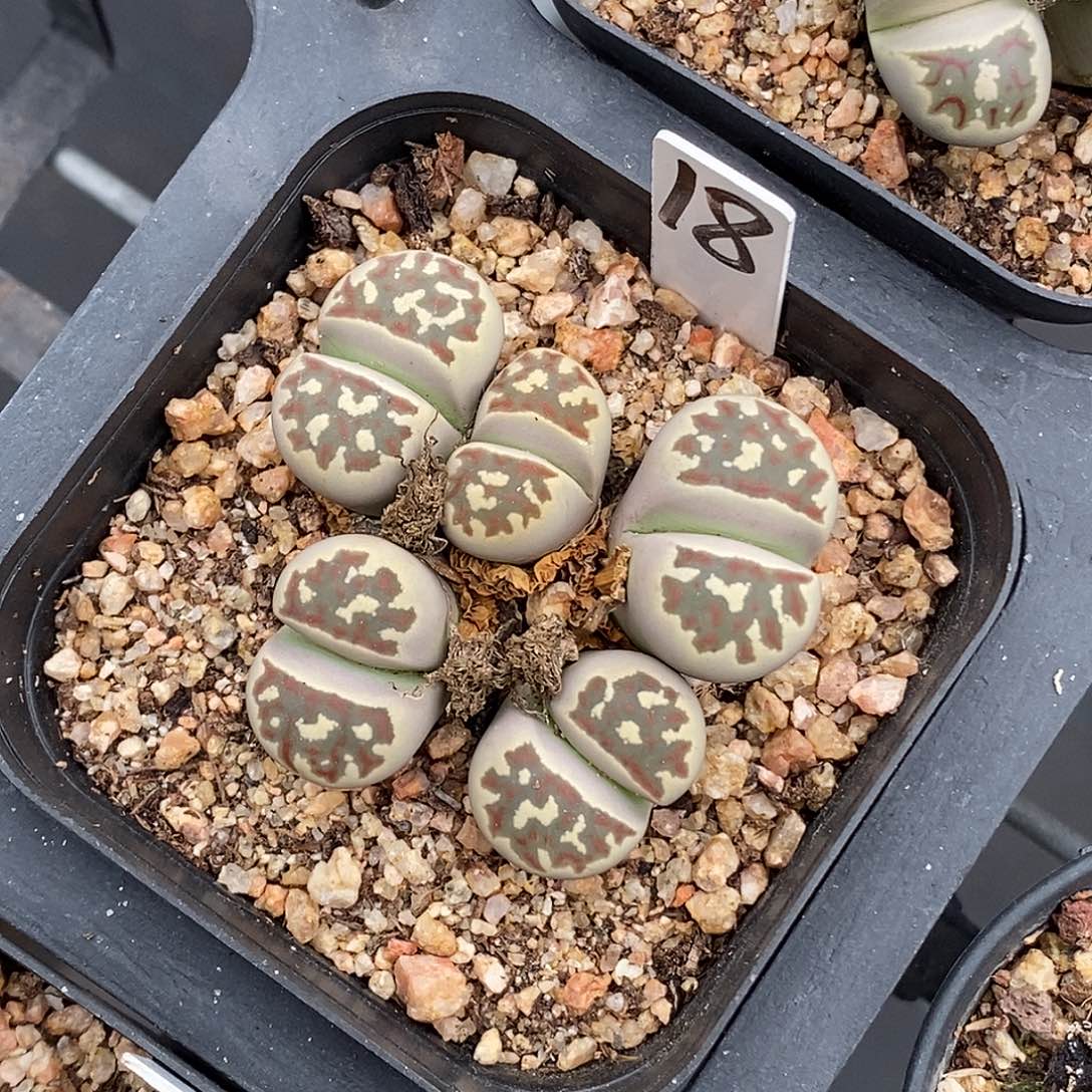 生石花30包邮非偏远