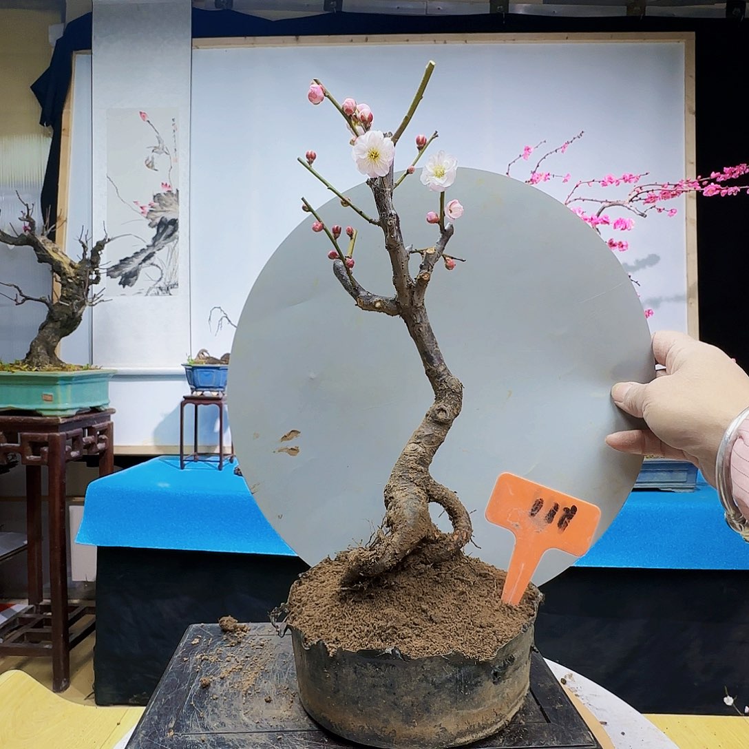 无铅玻璃x*ss g ju k k