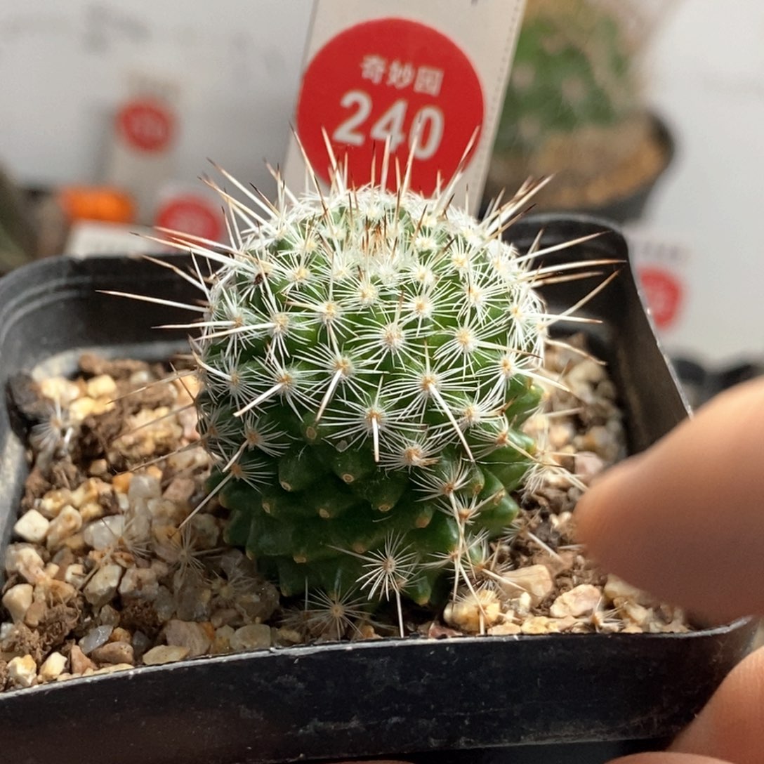 实生特选长刺白王丸侧面有掉刺