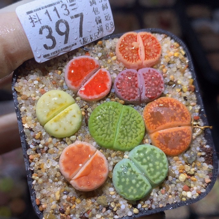 精品生石花113.397