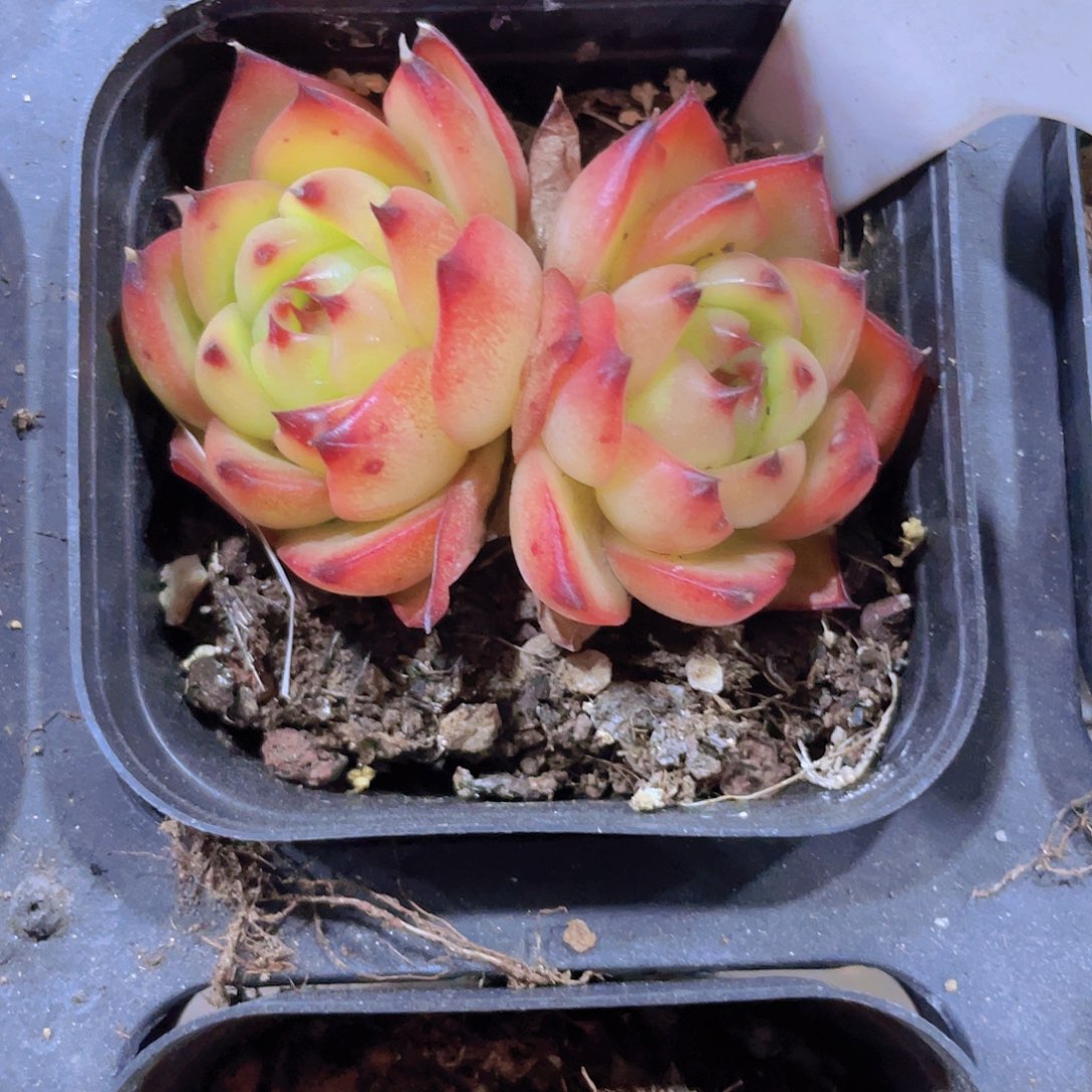 月亮石a085一物一拍