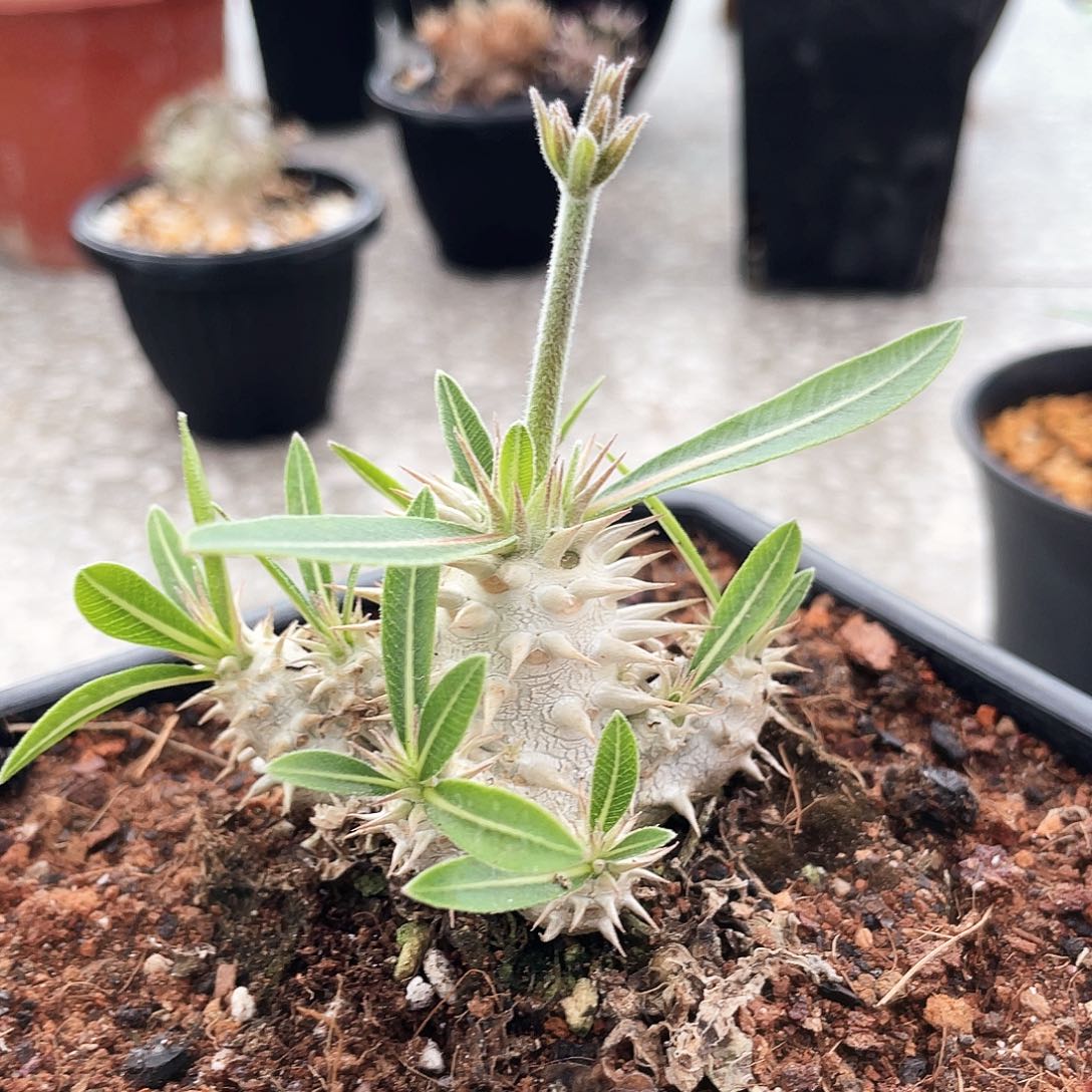 大黑群6666666666666666666