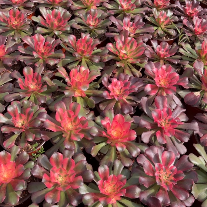 香妃啊啊啊啊啊啊