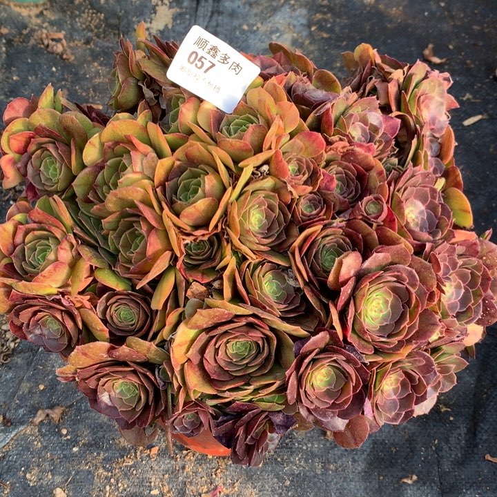 057万圣节多肉植物