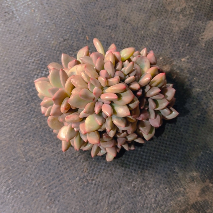 帅宝寄养1111111111111