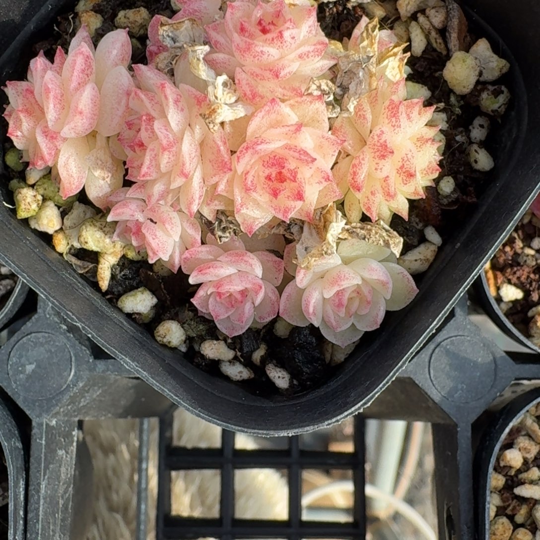 1229-9/R8群生一颗麦杆不包整