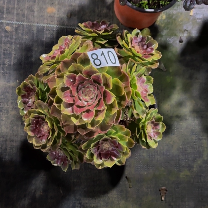 无花朵000000000810抹茶中班