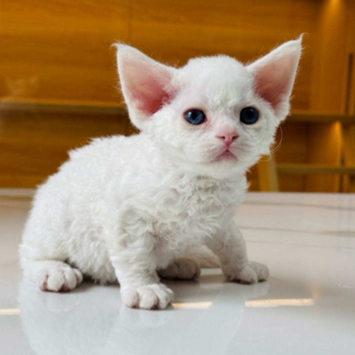 小美家德文卷毛猫纯白蓝眼妹妹
