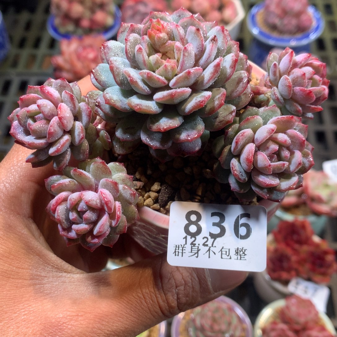 精控拇指盆12.27836