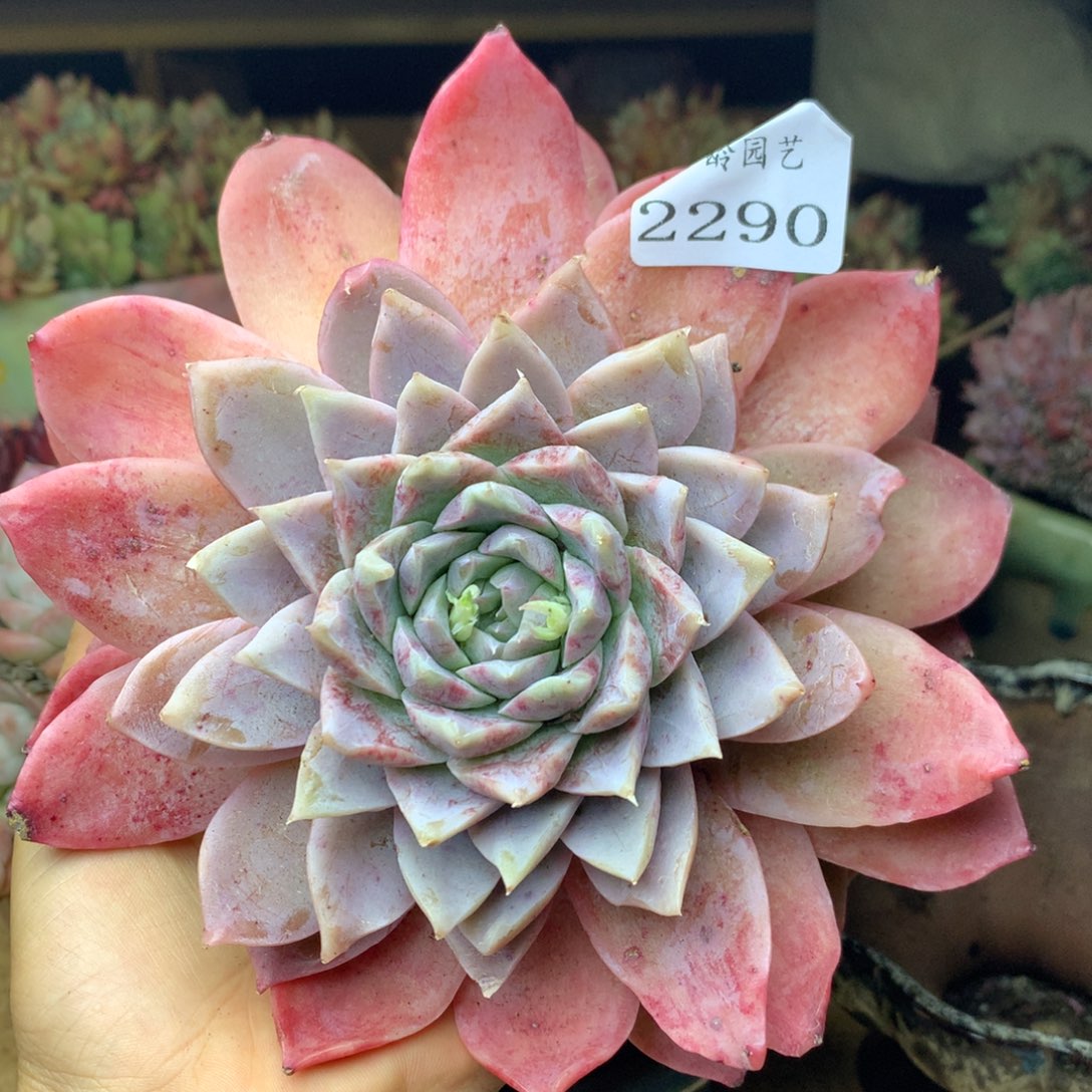 2290杂交精品基地14厘米