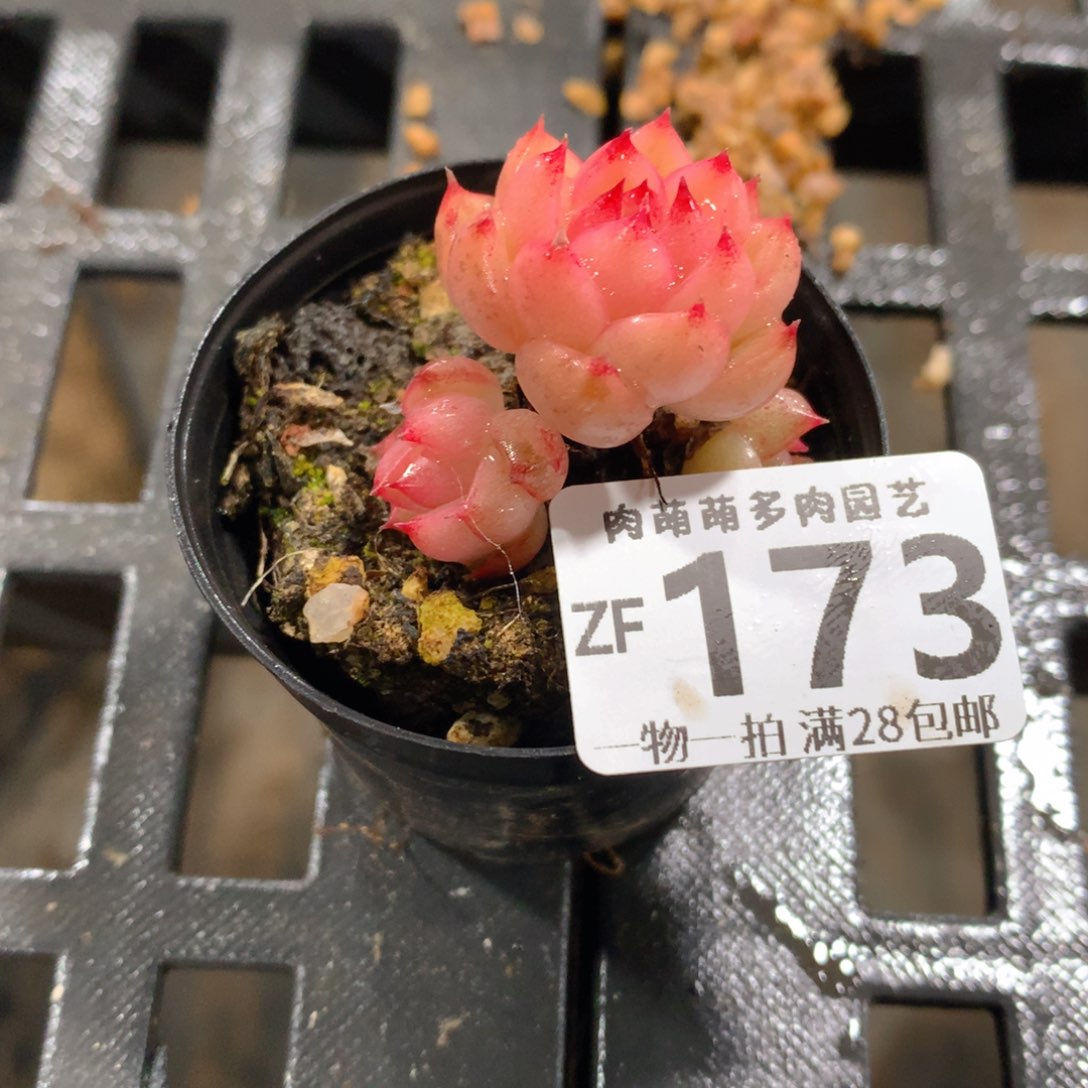 肉萌萌拇指盆精控多肉ZF173