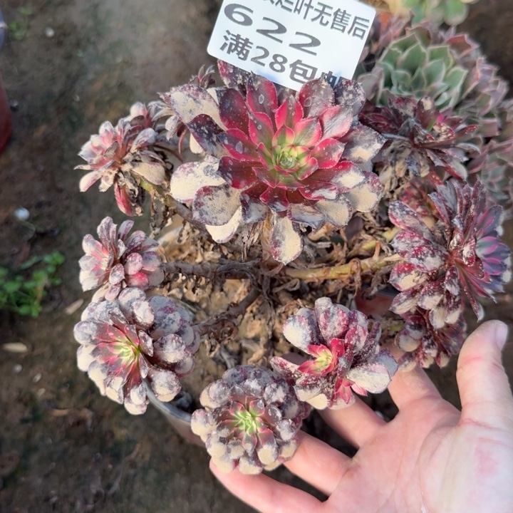 622二号棚月亮女神A