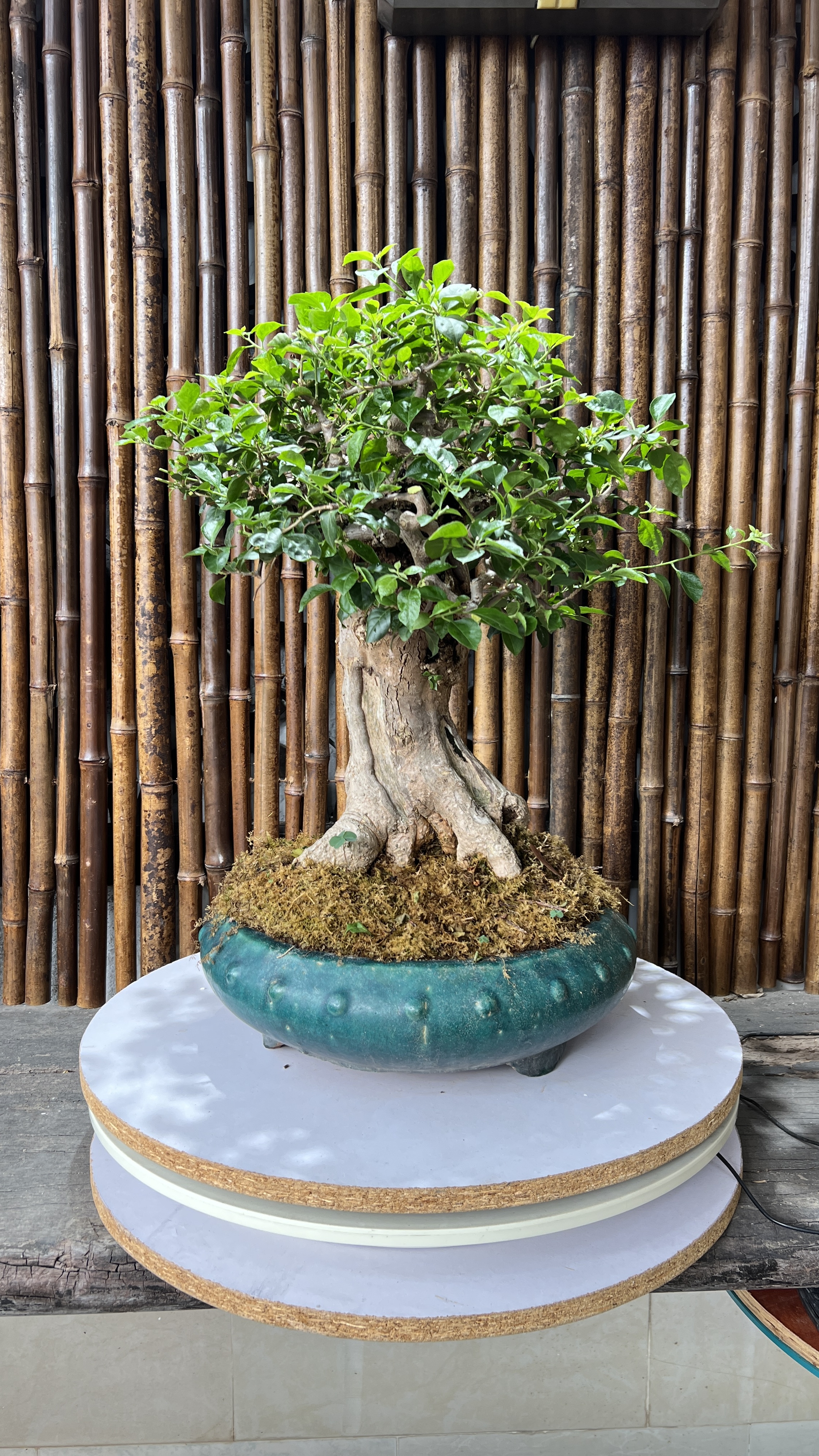 岭南派三角梅盆景