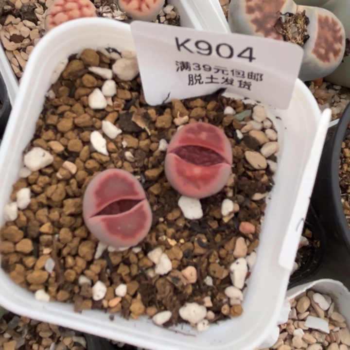 904哈哈哈哈哈哈哈哈哈哈多肉