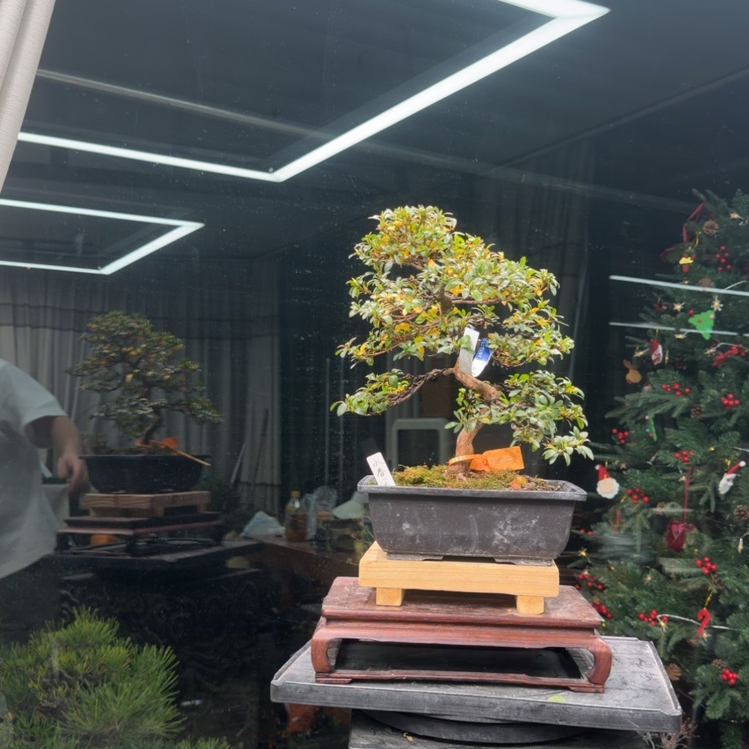 雄***无花朵花卉苗木0595