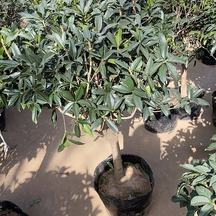 完全开放沉香桂花