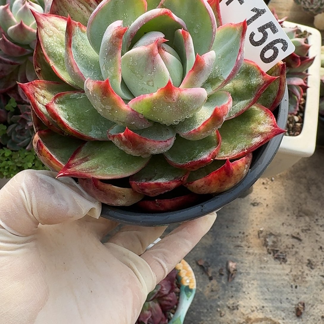 惊鸿惊鸿惊鸿 156..........