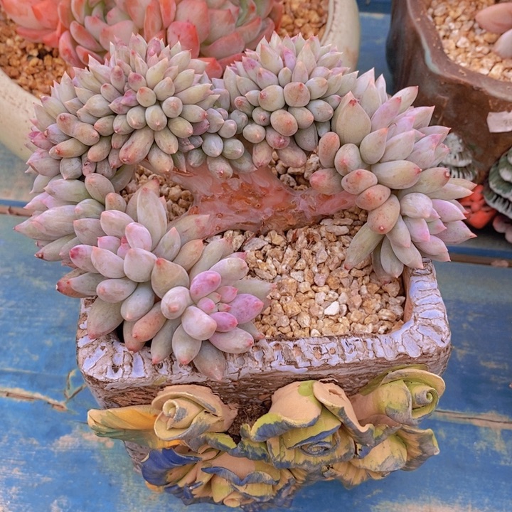 我自己买票吧明天给