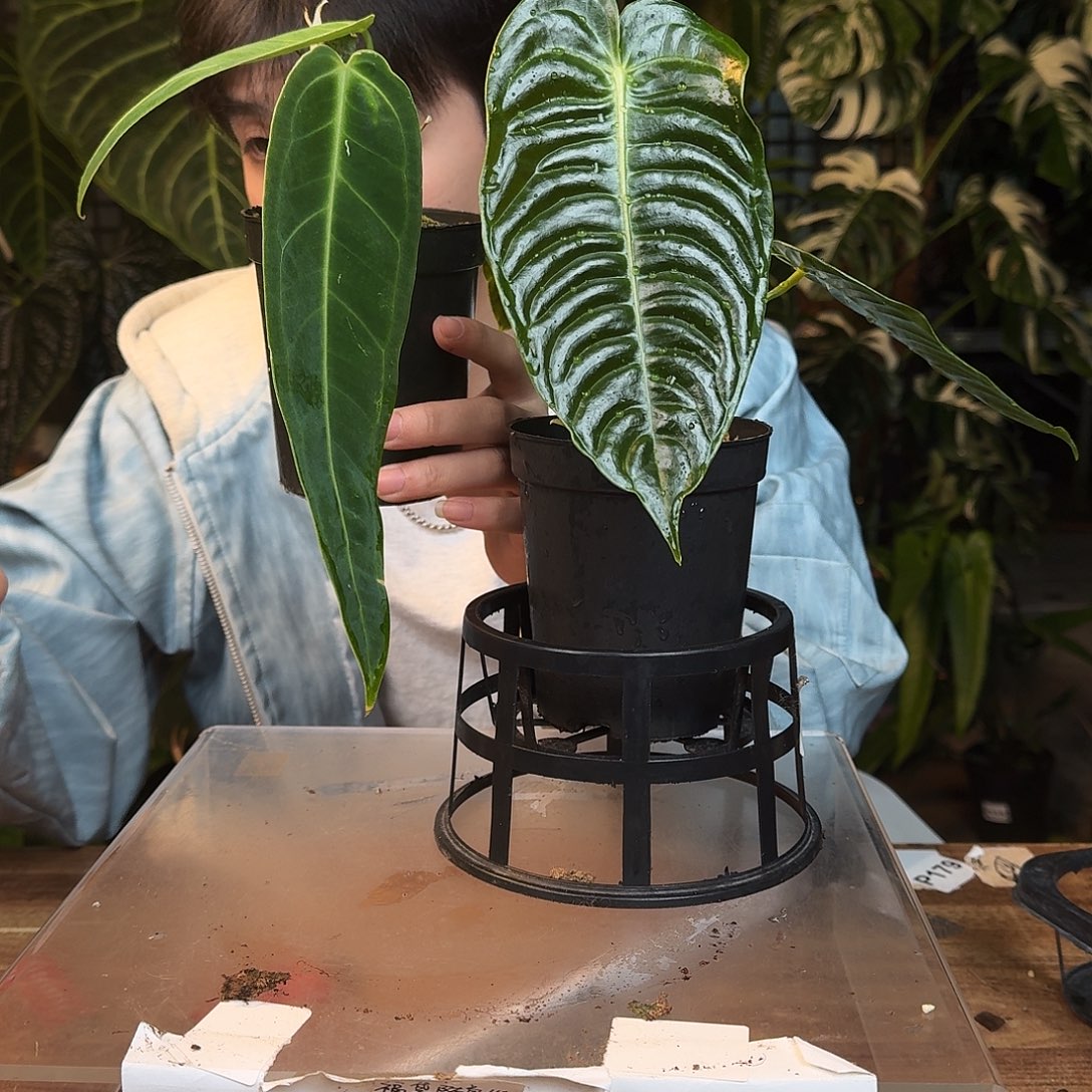 开***）不开花植物G187火鹤王