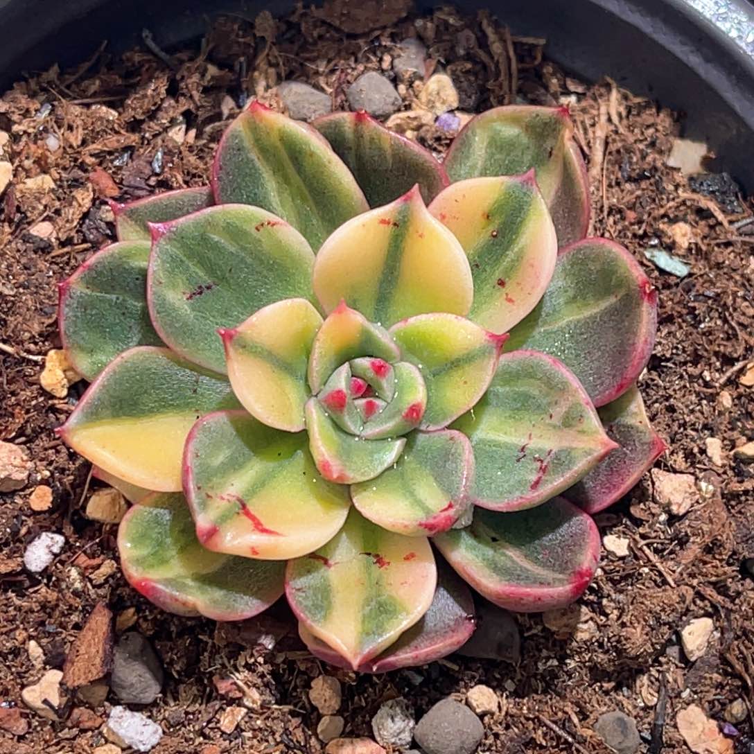 多肉特价血笨笨锦有须根6892